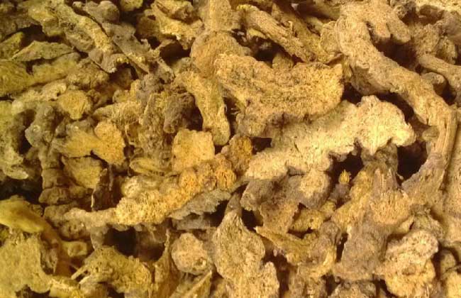 苍术的功效与作用