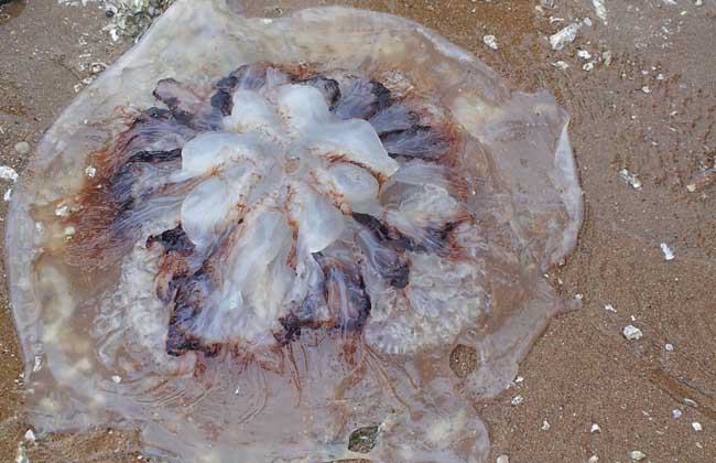 海蜇和水母的区别