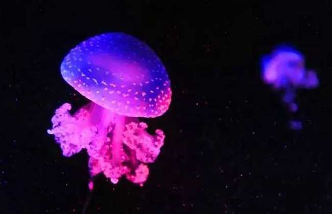 海蜇和水母的区别