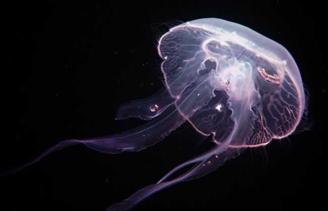 海月水母