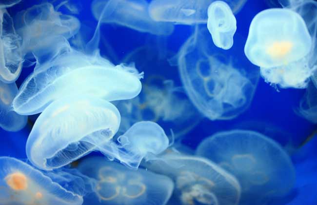 海月水母