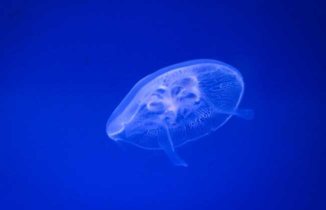 海月水母