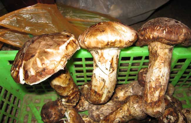 松茸价格