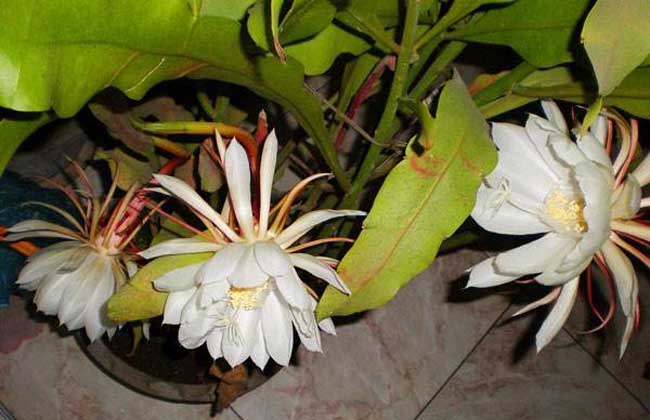 昙花