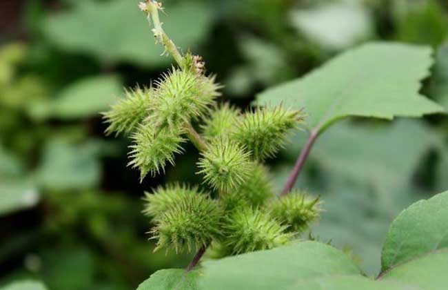 苍耳