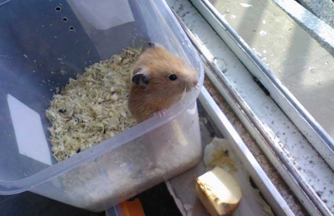 仓鼠