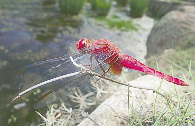 蜻蜓