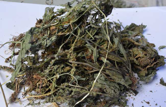 车前草的功效与作用