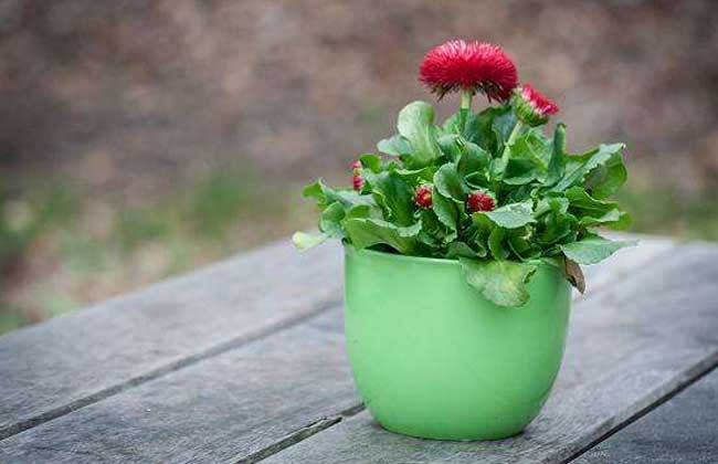 盆栽花卉