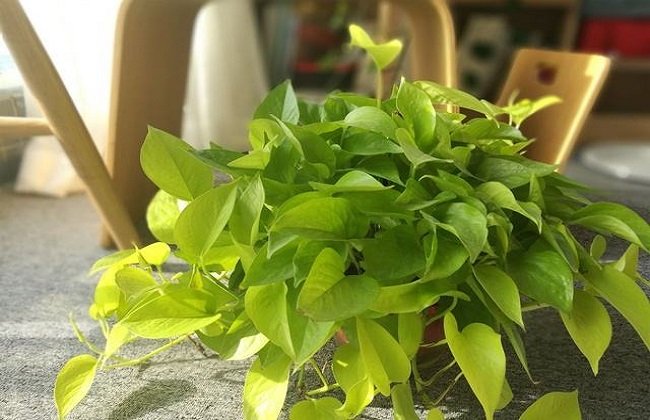 hyll