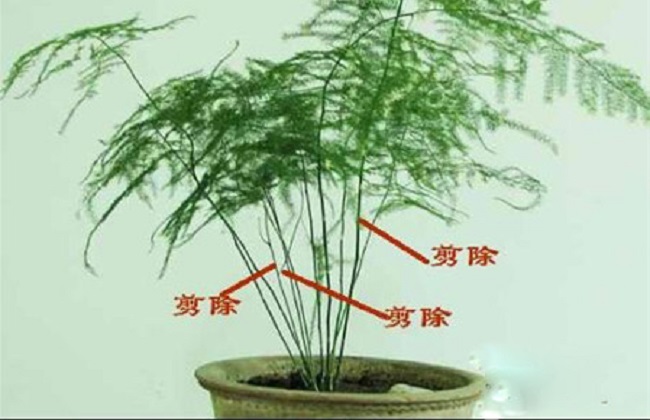 文竹34