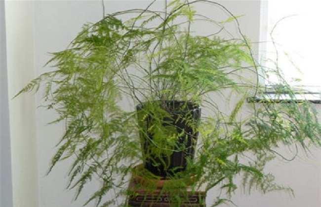 文竹4