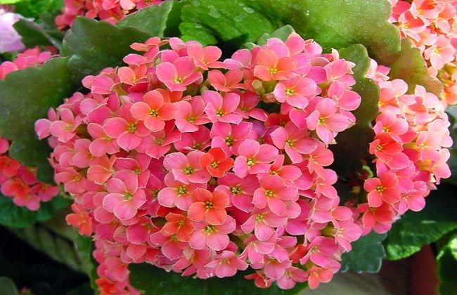 长寿花1