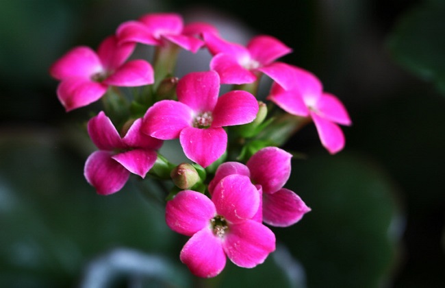 长寿花2