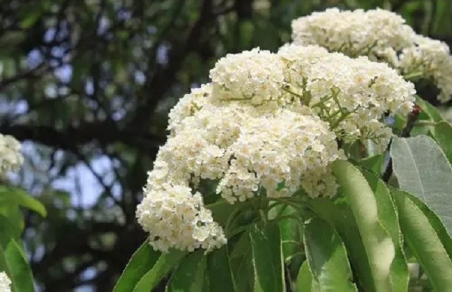 石楠花2