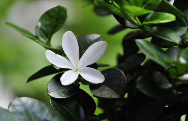铁茉莉2