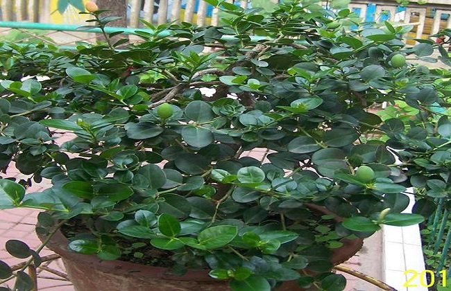 铁茉莉3