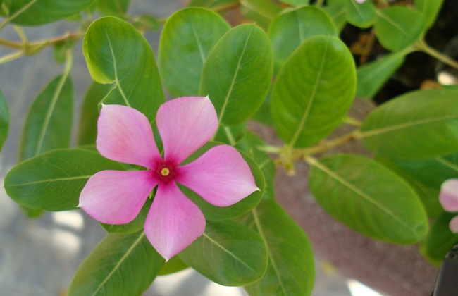 长春花