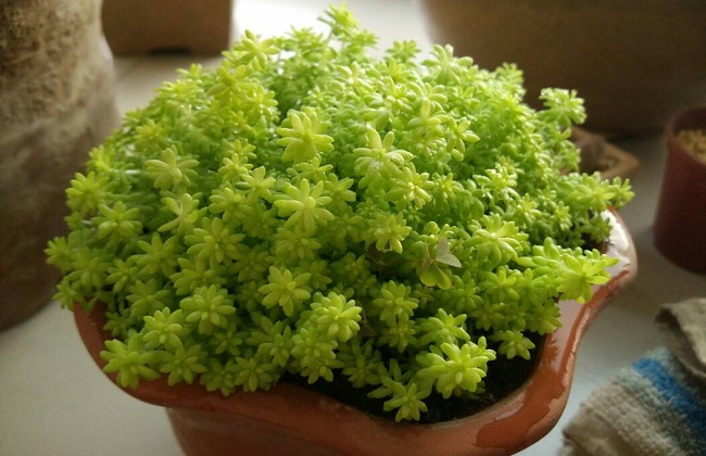 黄金万年草