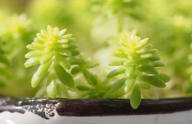 黄金万年草