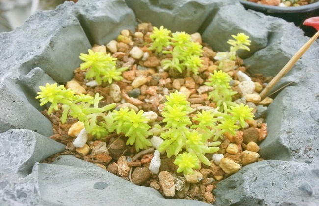黄金万年草