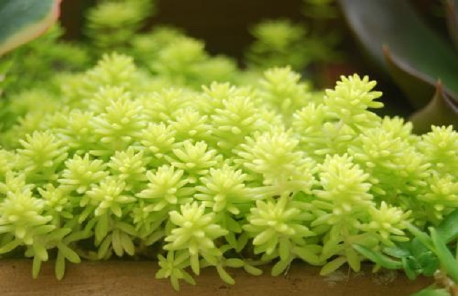 黄金万年草