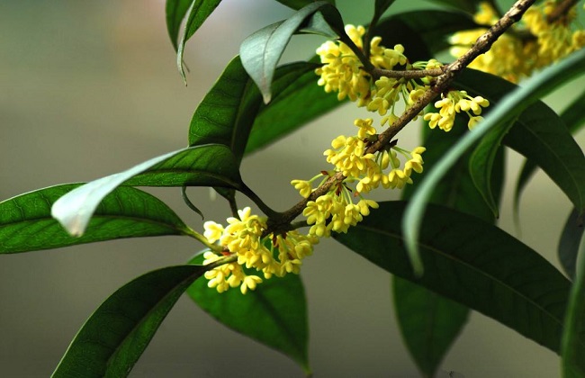 桂花