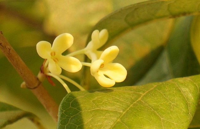 桂花