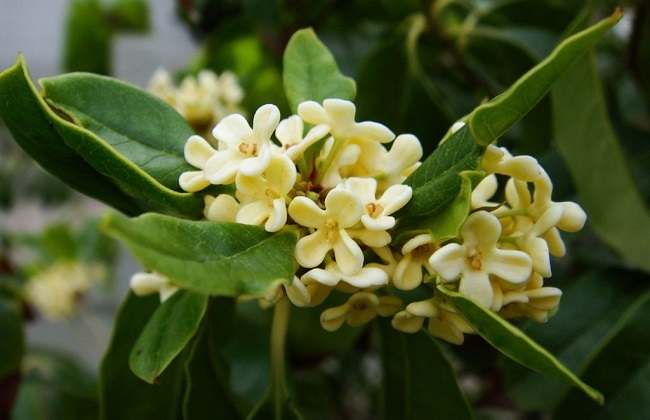 桂花