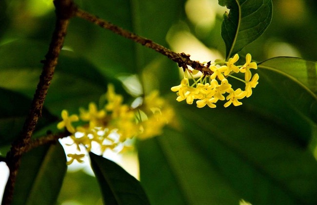 桂花