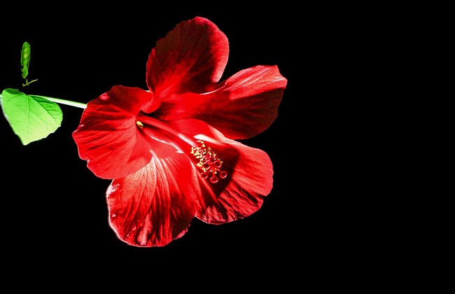扶桑花