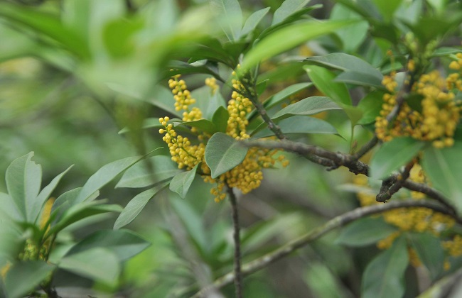 珠兰花