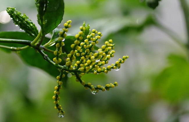 珠兰花