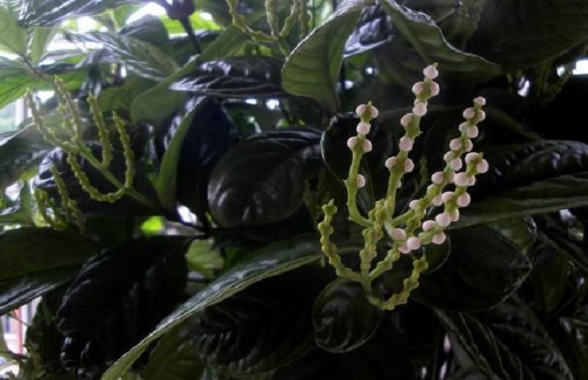 珠兰花