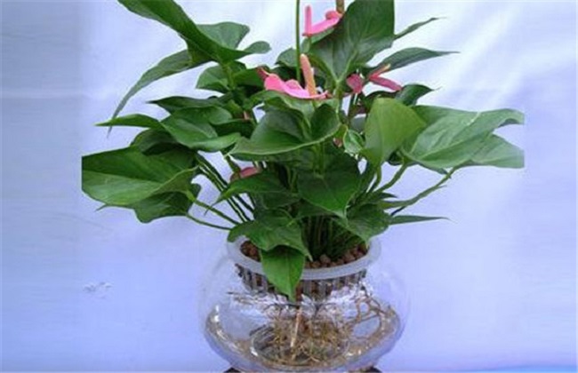 粉掌