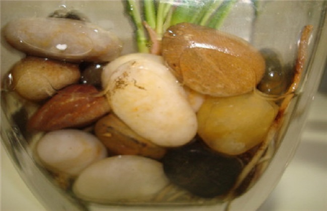 粉掌
