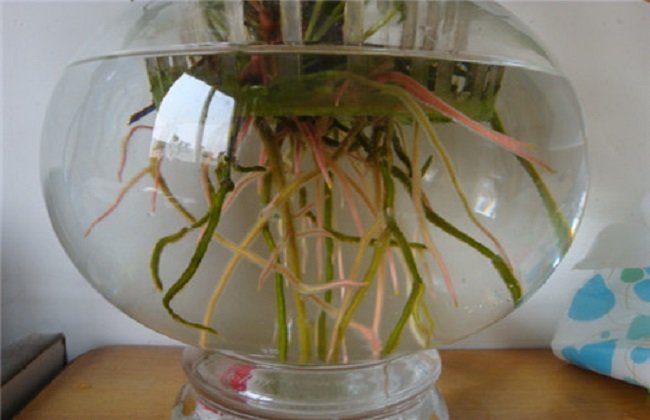 粉掌