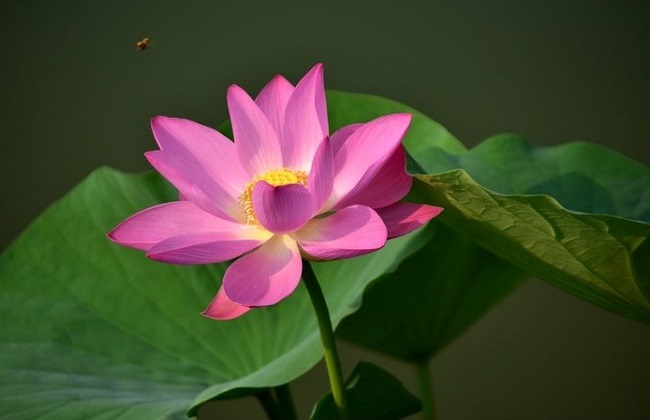 水芙蓉