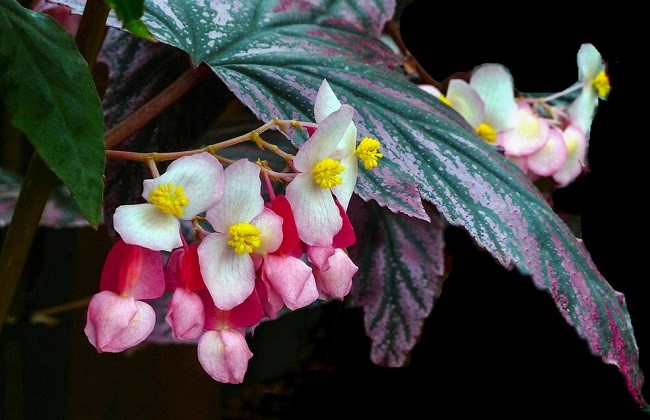 竹节海棠