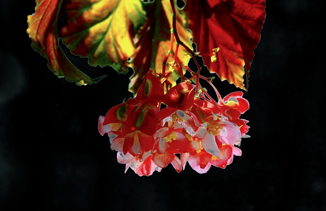 竹节海棠