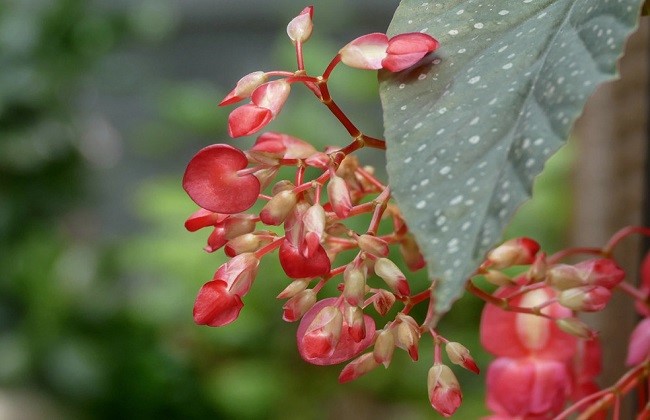 竹节海棠