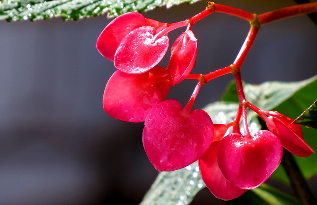 竹节海棠