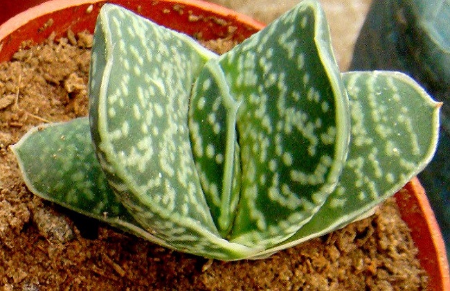 子宝