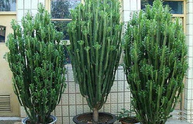 龙骨花