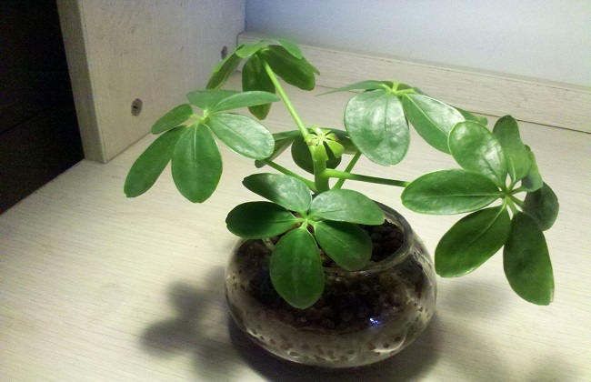 鸭掌木