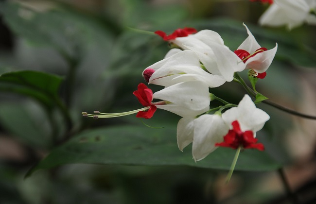 龙吐珠