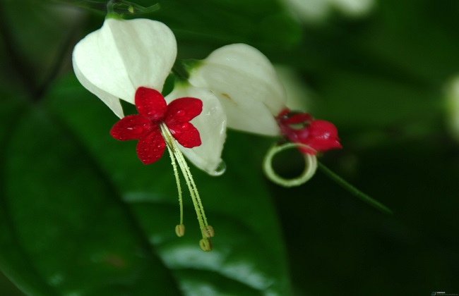 龙吐珠