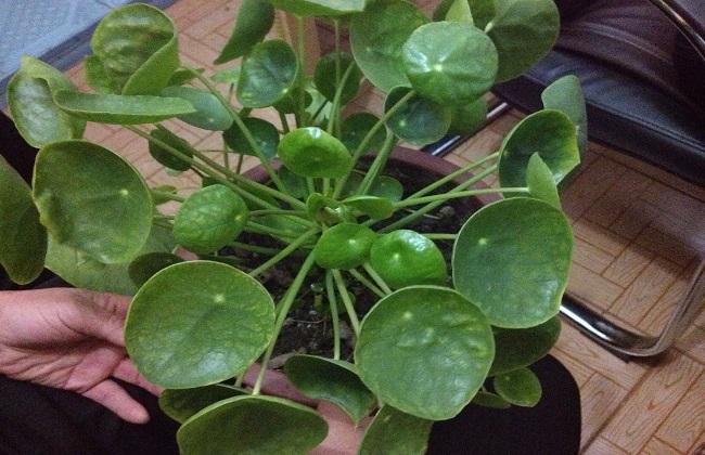 镜面草