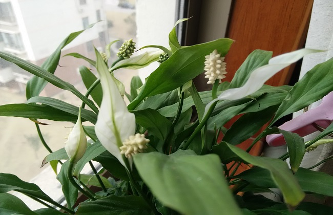 白掌