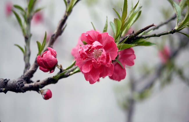 桃花